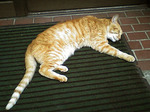 昇楽_ネコ_20060703.jpg